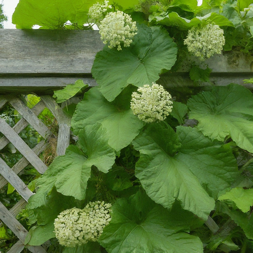 Unveiling the Enchanting Bryony: A Guide to Growing This Climbing Wonder in Your Garden