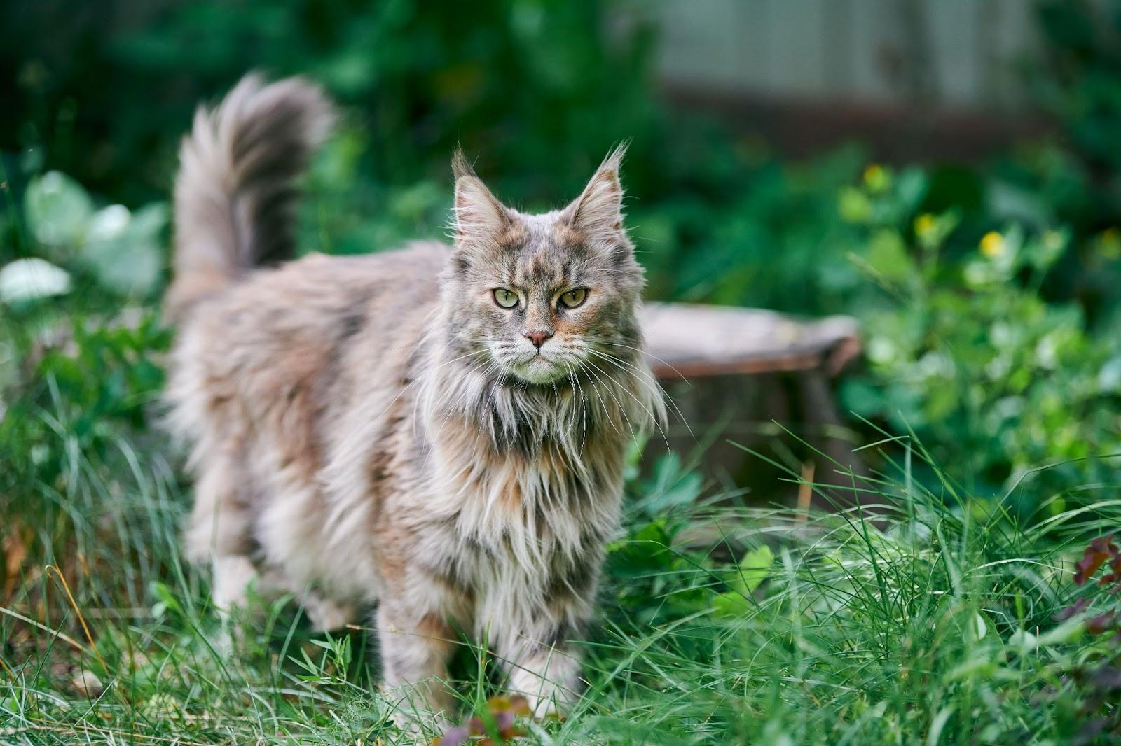 Норвежская лесная кошка стоит на траве