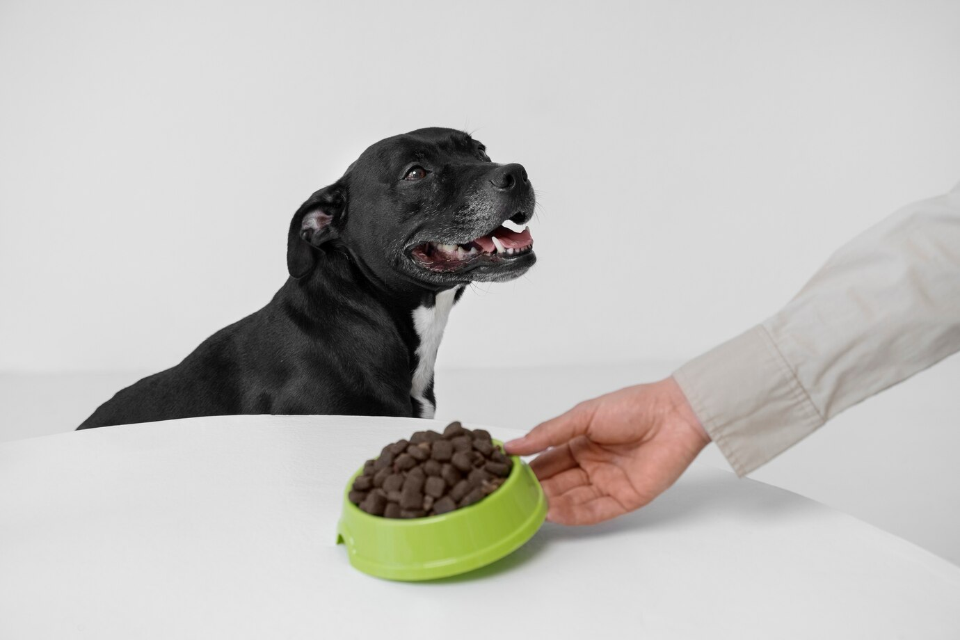 Power Plates: Special Diets for Overweight Dogs