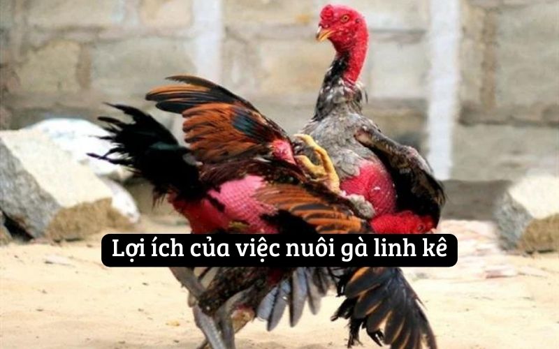 Lợi ích của việc nuôi gà linh kê