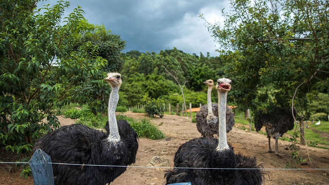 Foto divulgação: O que fazer em Socorro SP