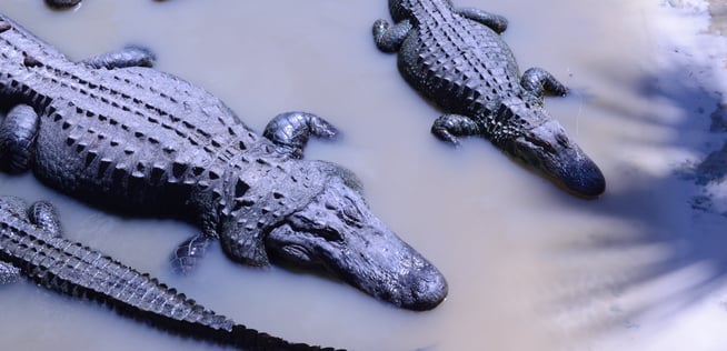 Gators sun bath in the sun at Wild Florida