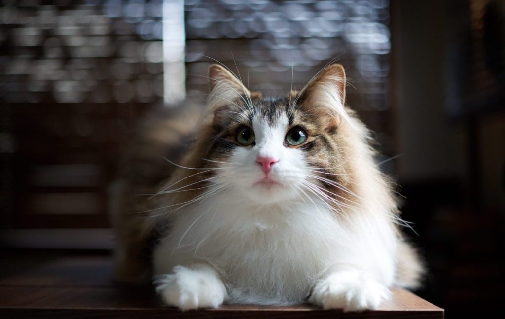 A young Norwegian Forest cat looking up.