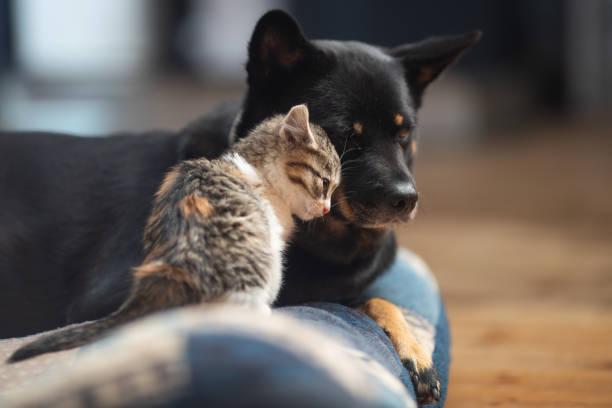 A cat and dog lying on a person's lap

Description automatically generated