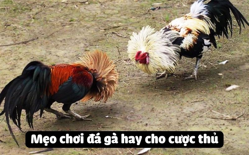 Mẹo chơi đá gà hay cho cược thủ