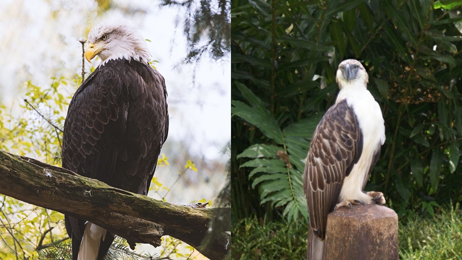 Bald eagle & Philippine eagle