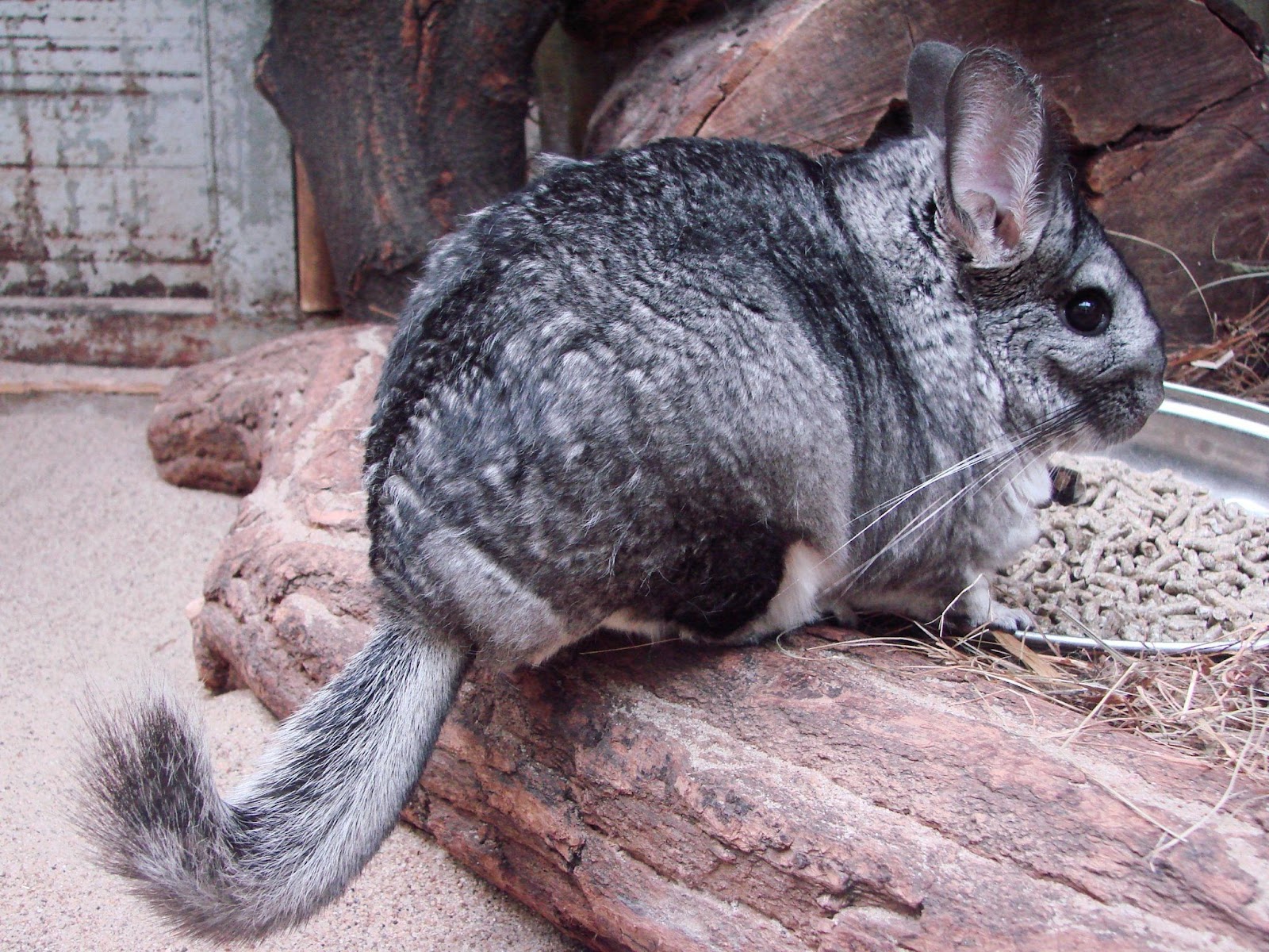 Signs Your Chinchilla Likes You