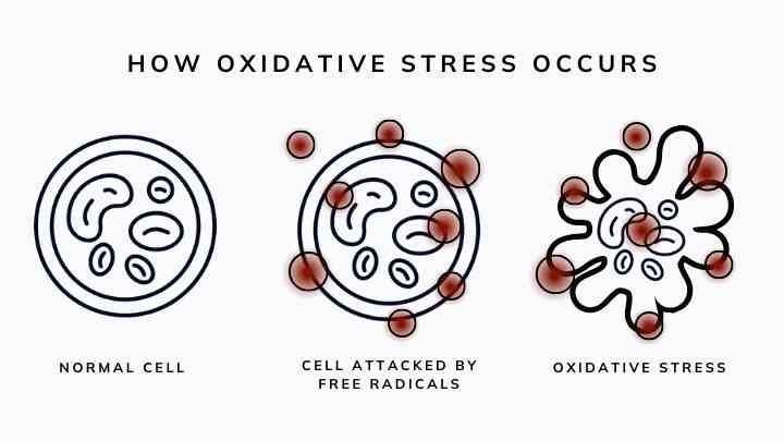 How oxidative stress occurs.
