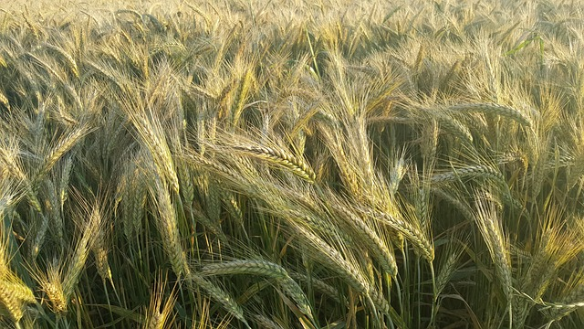 cereal, summer, harvest