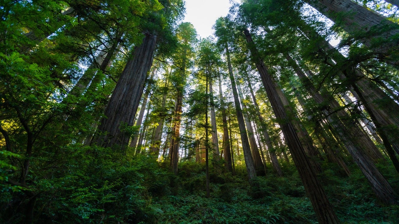 Redwoods National Park in California
