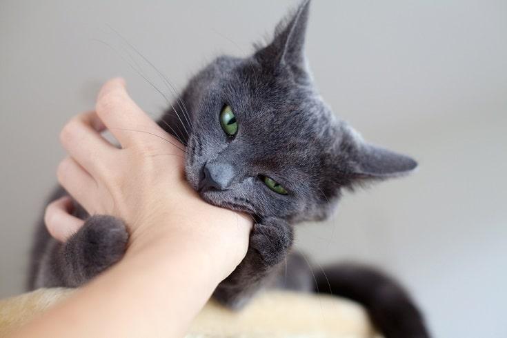 el gato muerde la mano de un humano