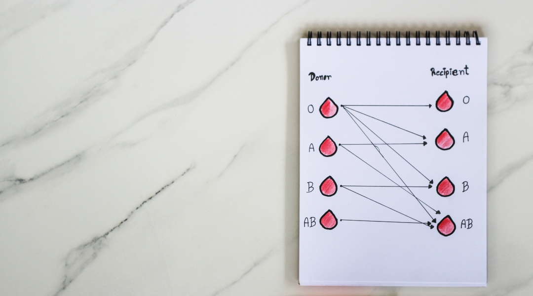 Notebook with Drawings of Different Blood Groups and Associations Between Donors and Recipients