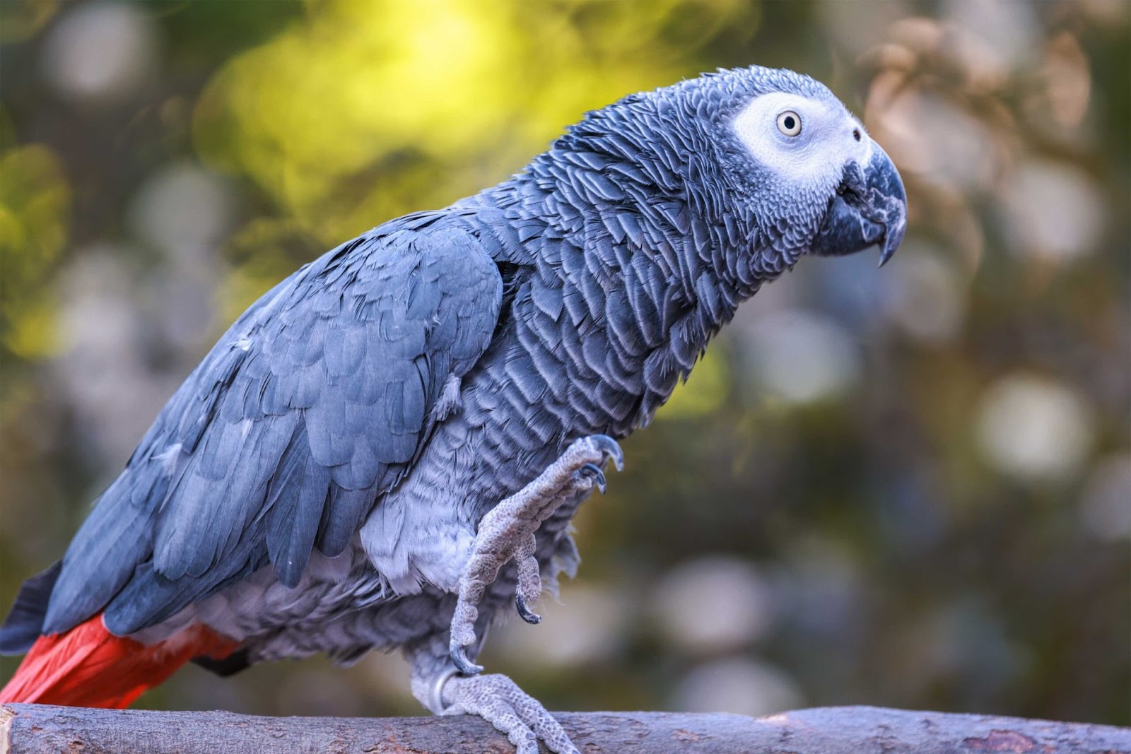 Rehoming Parrots