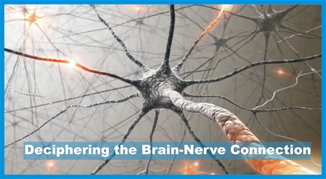  Deciphering the Brain-Nerve Connection