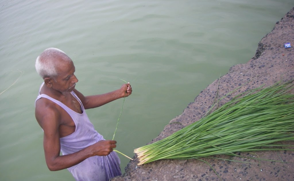 Where does kusha grass grow well
