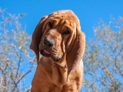 Blood hound dog sniffing