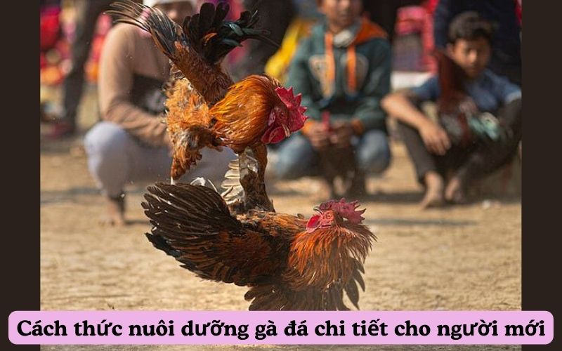 Cách thức nuôi dưỡng gà đá chi tiết cho người mới