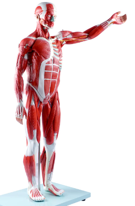male muscular figure with left arm raised
