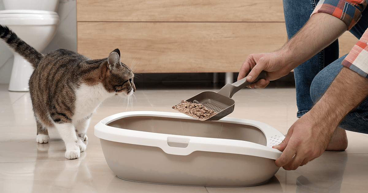 Grey cat beside a litterbox watching as the litterbox is cleaned out.