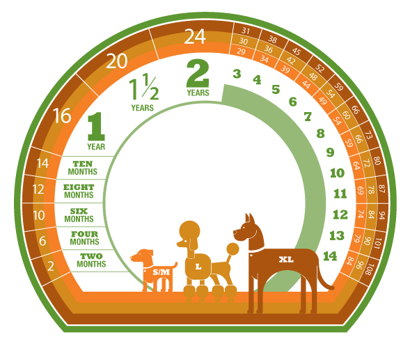 Cách tính tuổi thọ của chó nhanh nhất, chính xác nhất (2020)