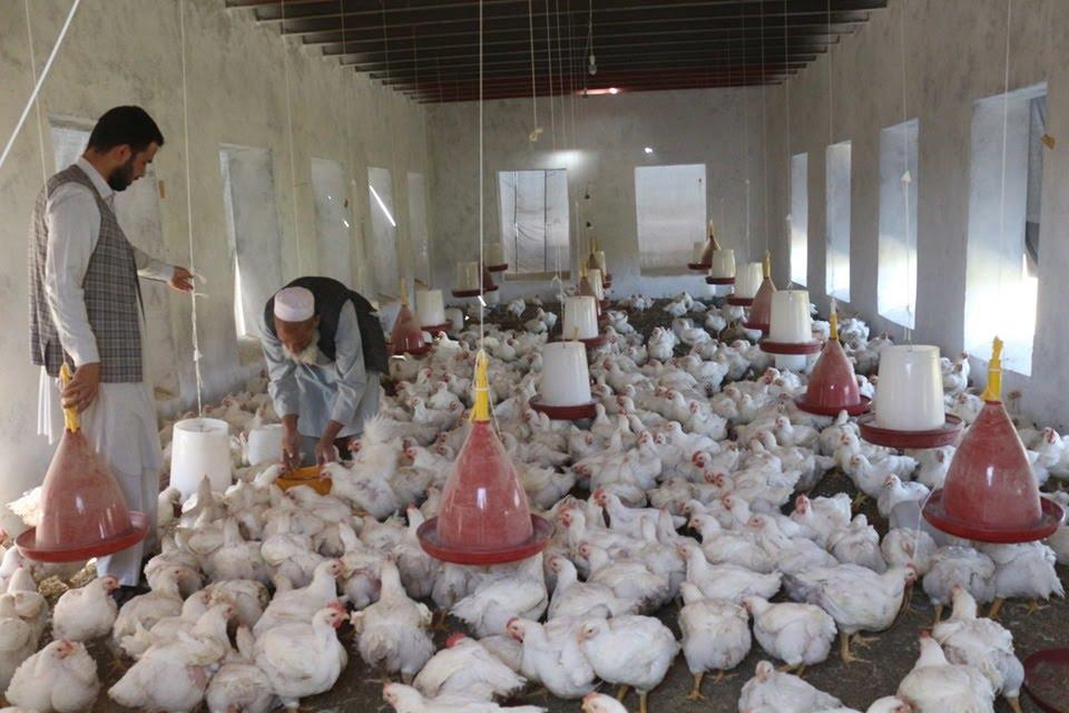 درآمد هنگفت یک فارم‌دار از فروش مرغ‌های گوشتی در بلخ | MAIL