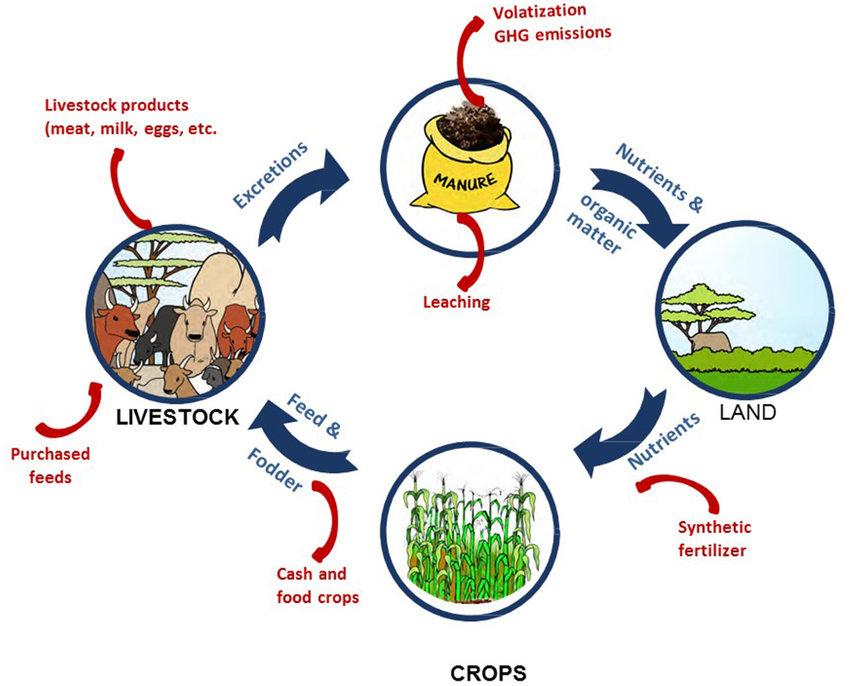 Nutrient cycle in crop-livestock systems. | Download Scientific Diagram