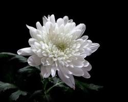 White chrysanthemums for funeral
