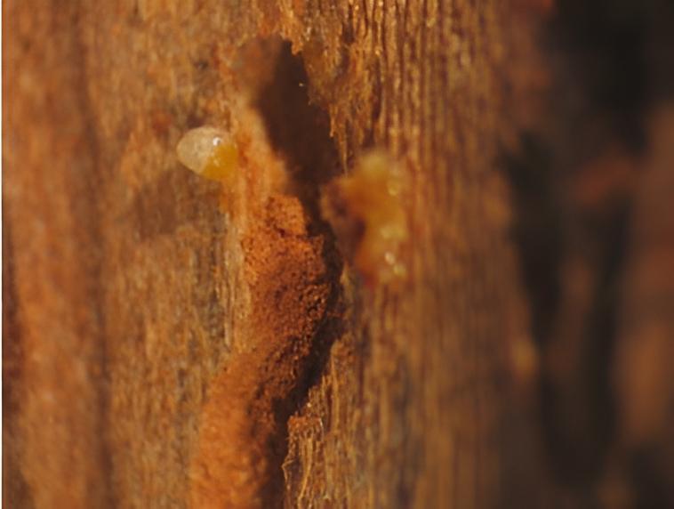 Almond bark beetle - the world of plants