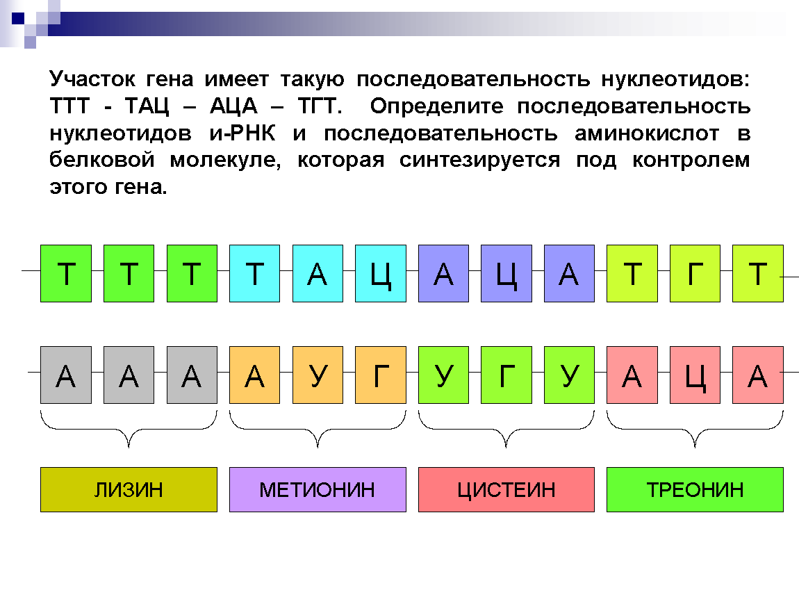 Участки Гена. Ттт-ТАЦ-Аца-ТГТ-цаг.