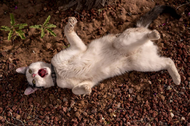 What is the reason behind cats rolling in the dirt?