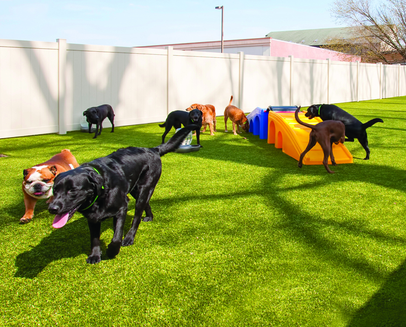 Outdoor-play-area-for-dogs-in-fanwood