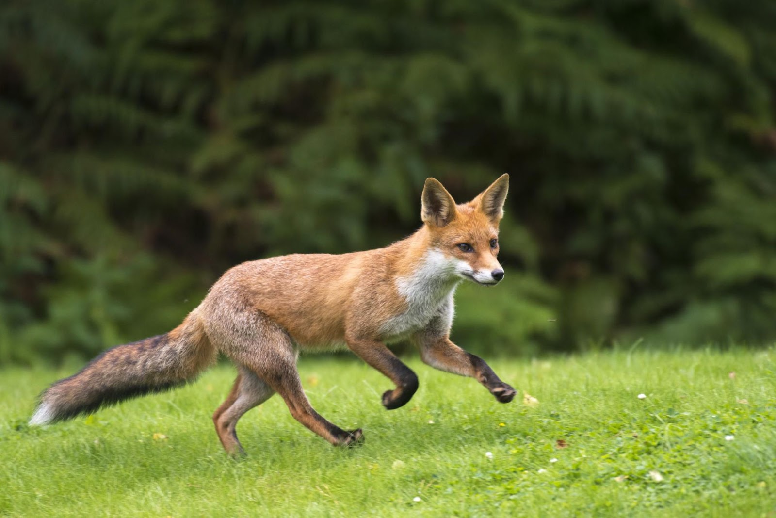 How High Can Foxes Jump