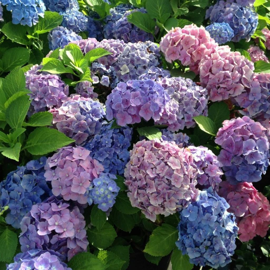 Гортензия крупнолистная (Hydrangea macrophylla): описание и фото | блог  интернет - магазина АртФлора