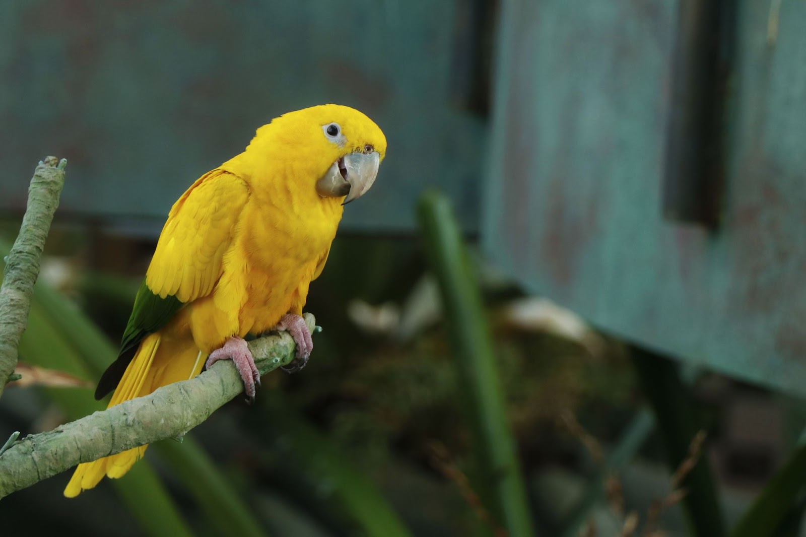 Quaker Parrot Yellow