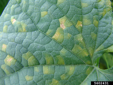 Downy Mildew