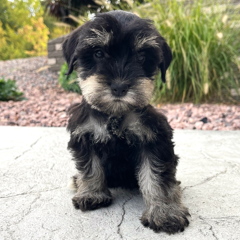 schnauzer