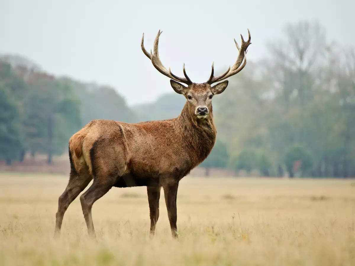 Hangul (Kashmir Stag) | Dachigam National Park | Species in News | UPSC