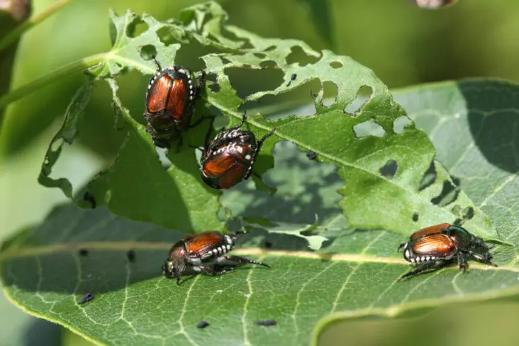 Protect against pests and diseases