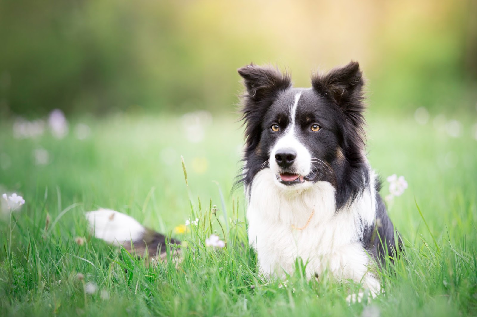 Are Border Collies Aggressive