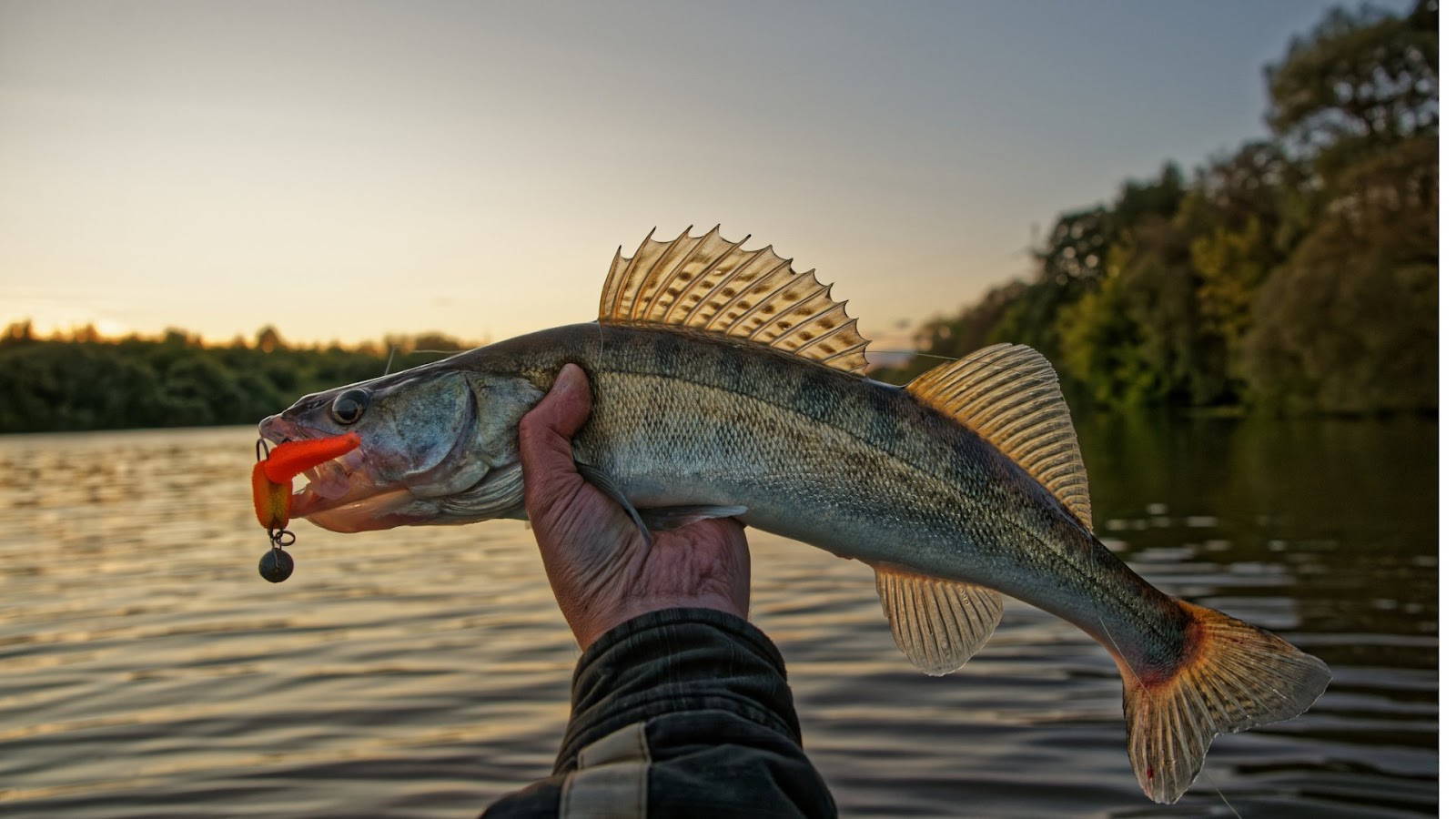 knowing when to change fishing spots for walleye fish - identifying the best time to move locations for walleye