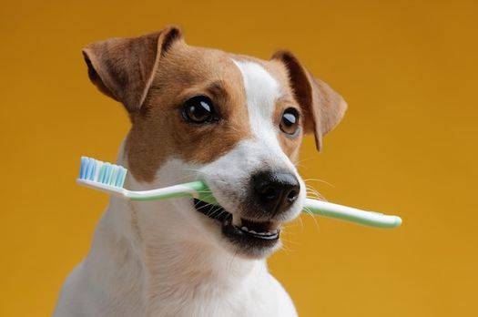 Best Dog Toothbrushes for Healthy Teeth, According to Vets