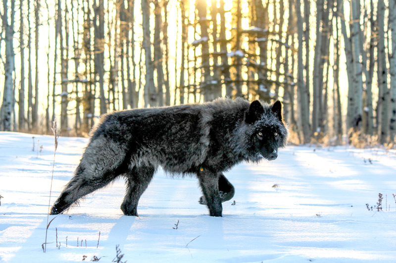 Wolf Dog Size Comparison