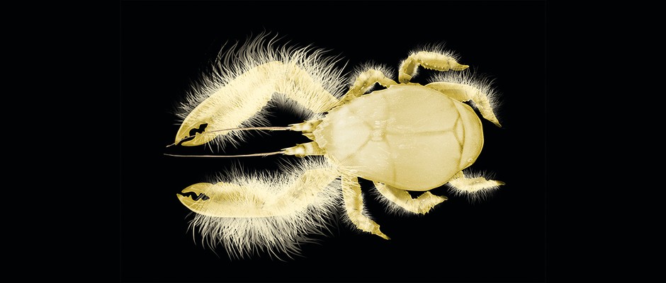 What is a yeti crab? © Alamy