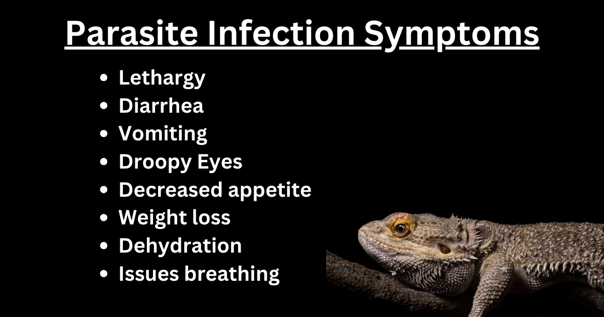 Signs of Parasites in Bearded Dragons