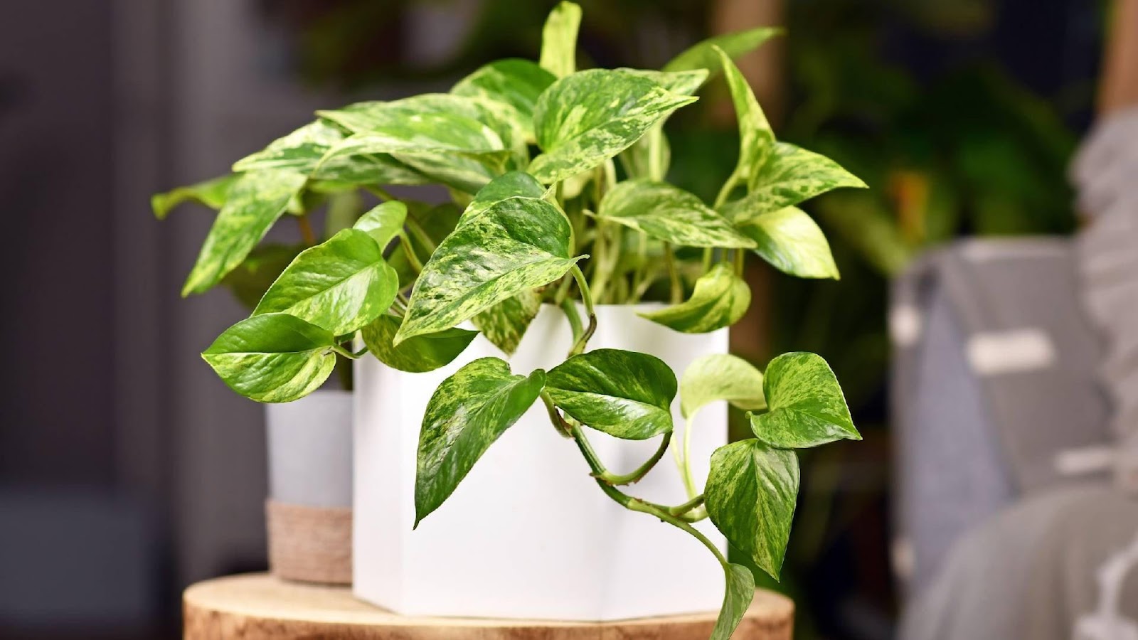 This genetically modified plant does the work of 30 houseplants -  Interesting Engineering