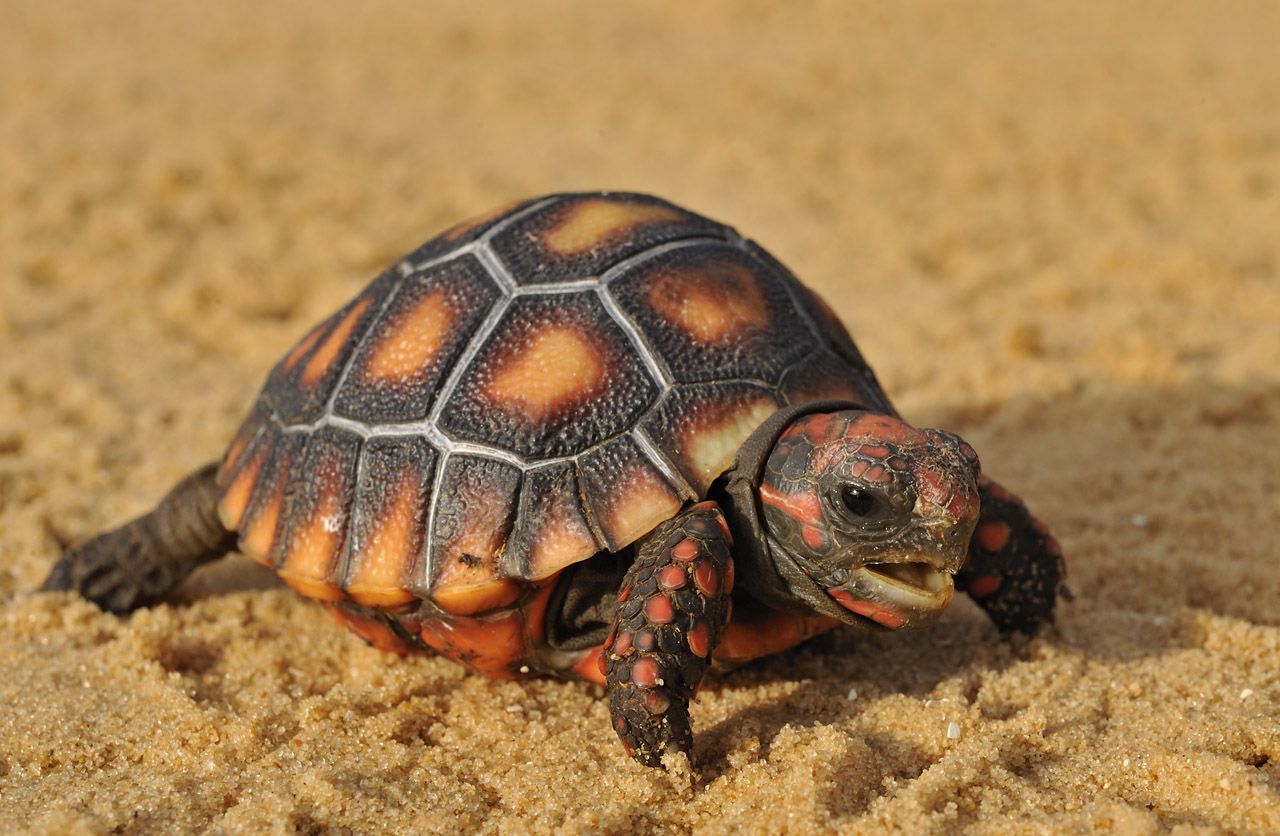 What Do Red-Footed Tortoises Eat