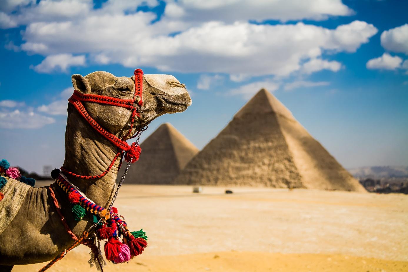 Egipt wielbłąd, kolorowa uprzęż, wielbłąd w Egipcie na tle piramid