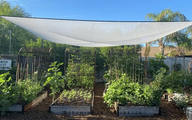 Protect the cucumber plant from extreme weather
