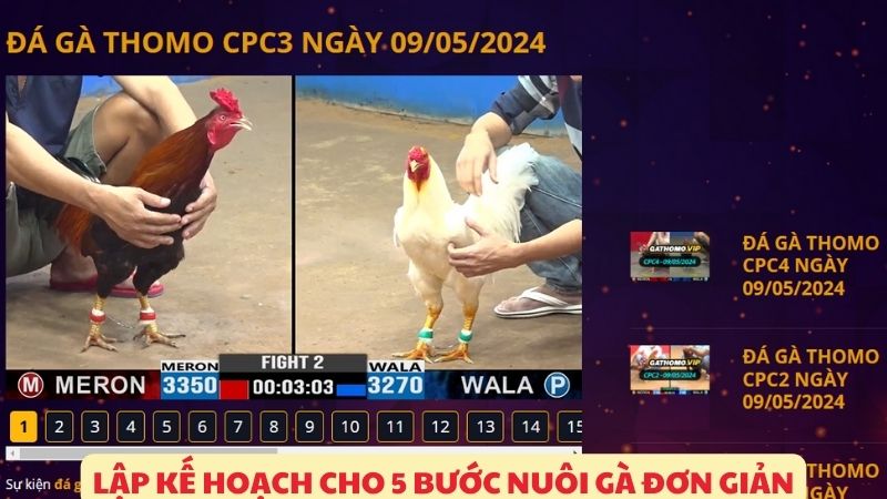 Lập kế hoạch cho 5 bước nuôi gà đơn giản