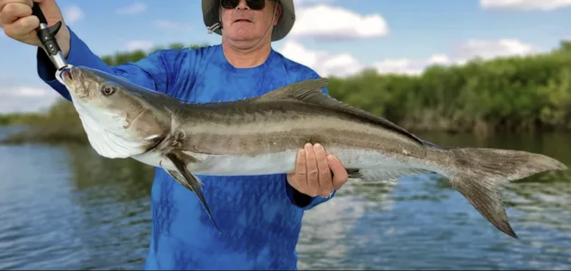 Florida Saltwater Fish - Cobia Saltwater Fish